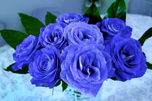 バラ 言葉 青い 花 青いバラの花言葉が「不可能」から「夢が叶う」に変わった理由を知っていますか？ ｜