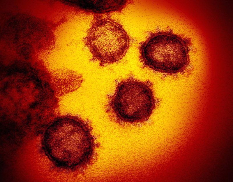 https://wired.jp/2020/03/08/what-is-a-coronavirus/